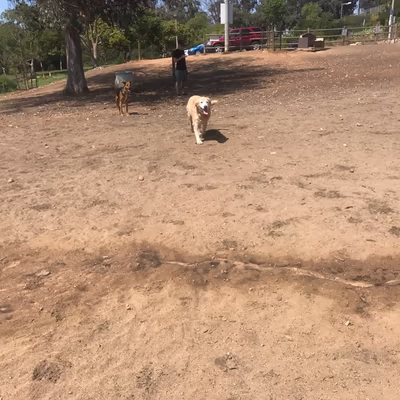 Morley Field Dog Park photo 1